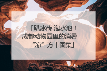 趴冰砖 泡水池！成都动物园里的消暑“凉”方丨图集