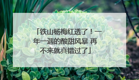 铁山杨梅红透了！一年一遇的酸甜风暴 再不来就真错过了