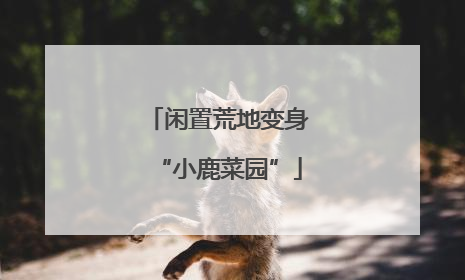 闲置荒地变身“小鹿菜园”