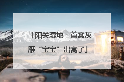阳关湿地：首窝灰雁“宝宝”出窝了