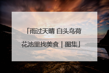 雨过天晴 白头鸟荷花池里找美食｜图集