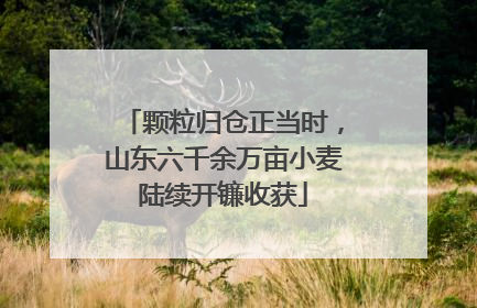 颗粒归仓正当时，山东六千余万亩小麦陆续开镰收获