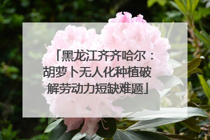 黑龙江齐齐哈尔：胡萝卜无人化种植破解劳动力短缺难题