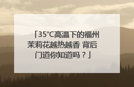35℃高温下的福州茉莉花越热越香 背后门道你知道吗？